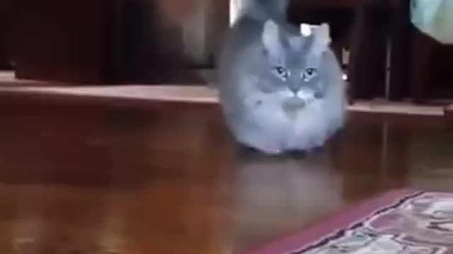 Short legs cat munchkin very funny video 😂😂