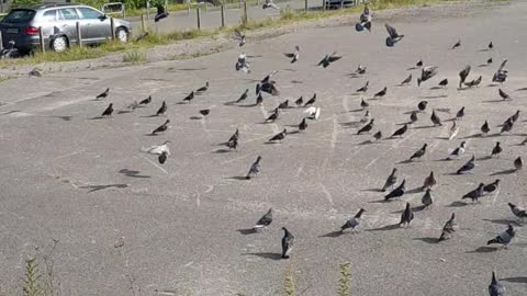 Flying Pigeons in A Circle Solitery