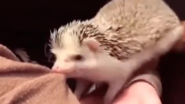 Angry Hedgehog #foryou