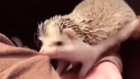 Angry Hedgehog #foryou