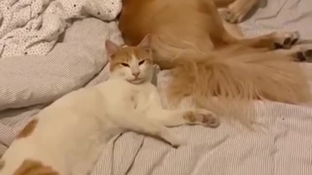 Funny Dog and cat fight