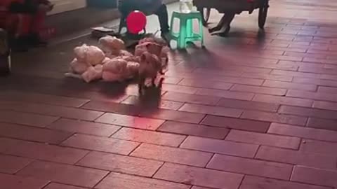 可爱小狗与气球嬉戏/Cute puppy playing a balloon