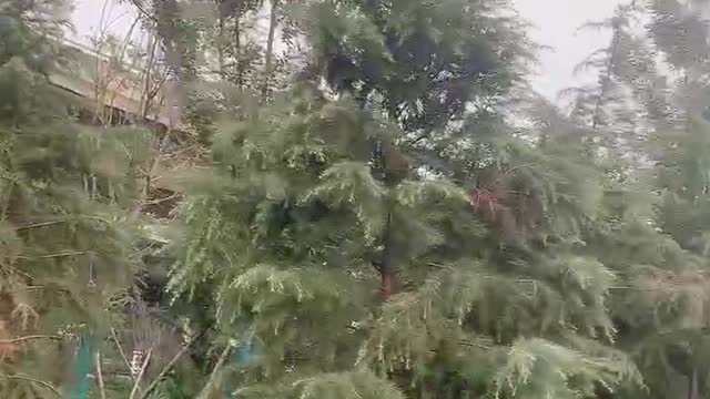 Many tall pine trees