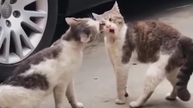 funny cat