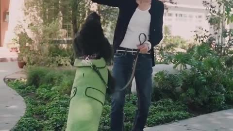 Dog Training Teach Your Dog To Jump Puppy Training