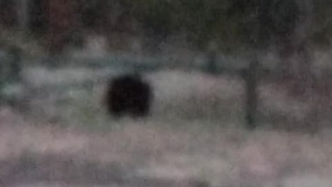 Real life bear seen in wild. Tahoe, CA