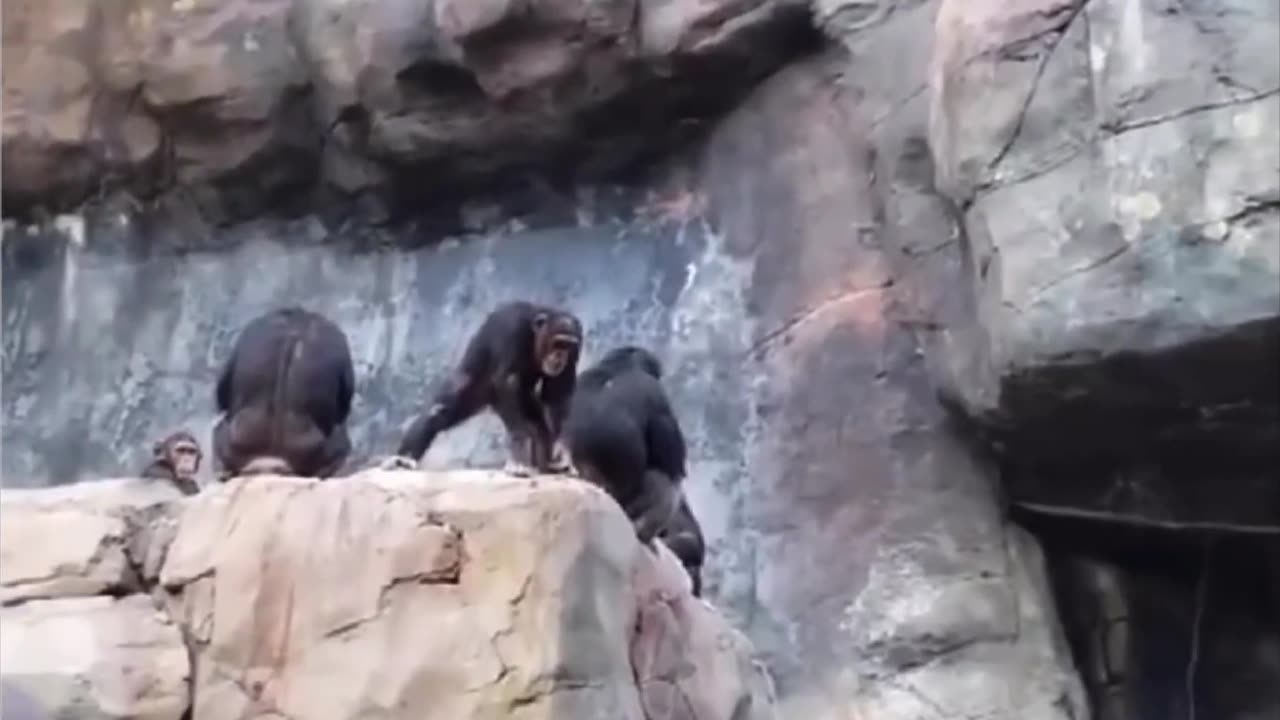 Mama chimp beats her kid for throwing rocks at people