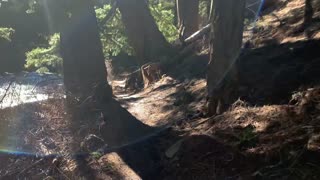 Hiking Shoreline of Roaring Metolius River – Central Oregon