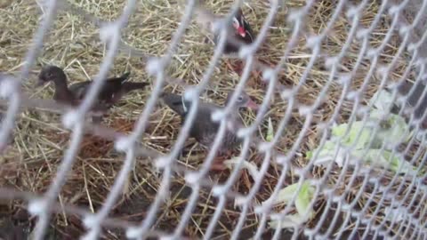 Red silkie chickens + 1 buff hen