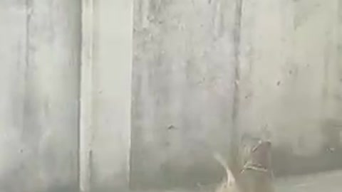 8 Month old Pitbull vs Giant Monkey playing