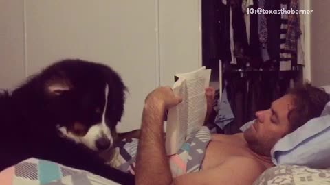 Dog doesnt let owner read in bed