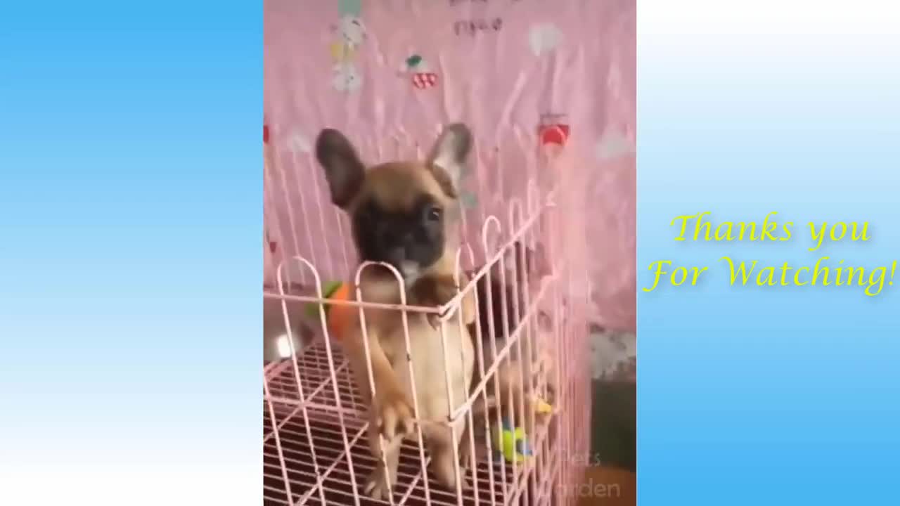 funny videos with cute pets