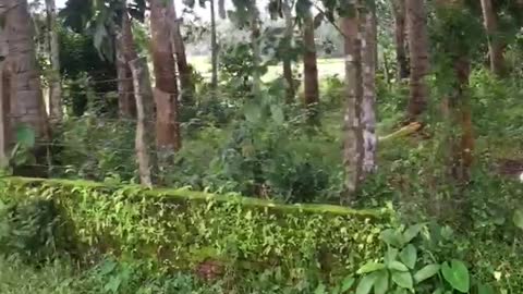 Kerala paddy fields