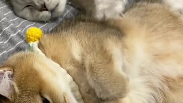 many cute kittens