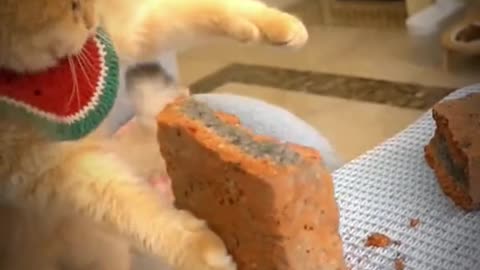 Cute cat video