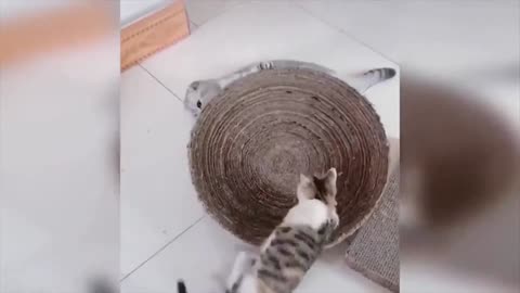 The cat is spinning in the basket