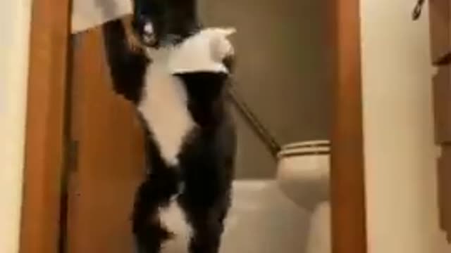 Watch this vodeo funny cat try not to lough (REALLY FUNNY)