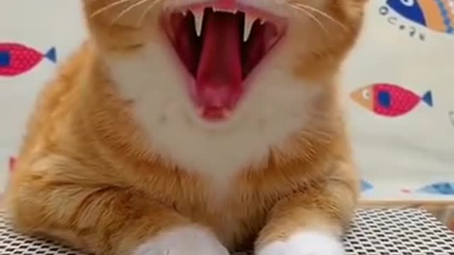 Funny Ginger Cat