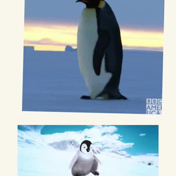 OS PINGUINS ENGRACADO