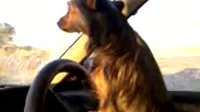 funny dog driving