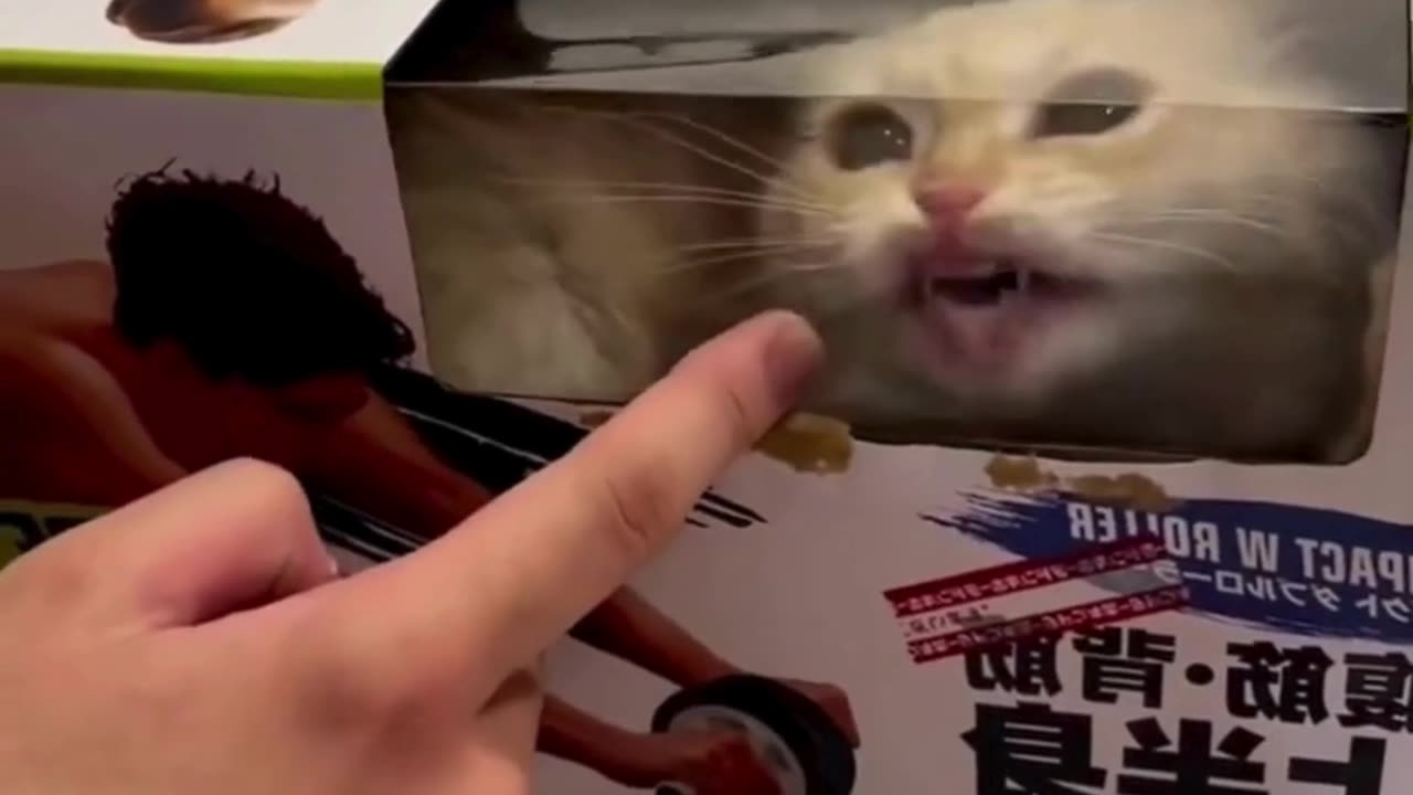 Funniest Cats Compilationš¹ #cats #shorts #viral #pets #reels