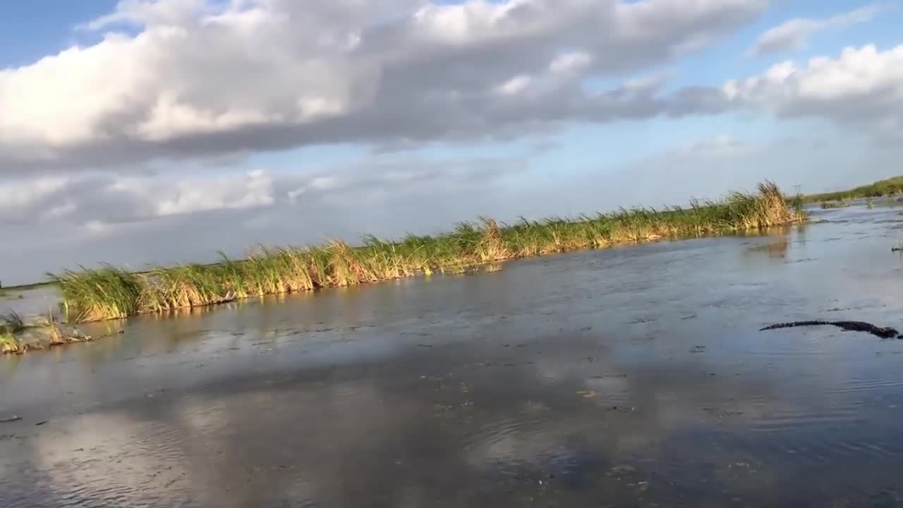 MUST SEE - Hunter stops ALLIGATOR ATTACK during duck hunt