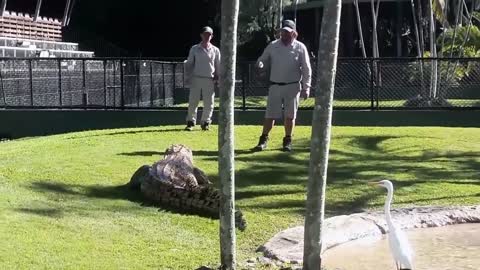 Animales graciosos salvajes si te ríes pierdes