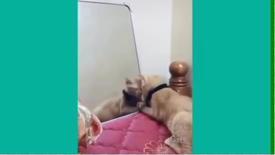 cute cat makes you laugh