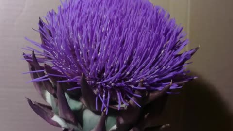 Globe Artichoke Timelapse