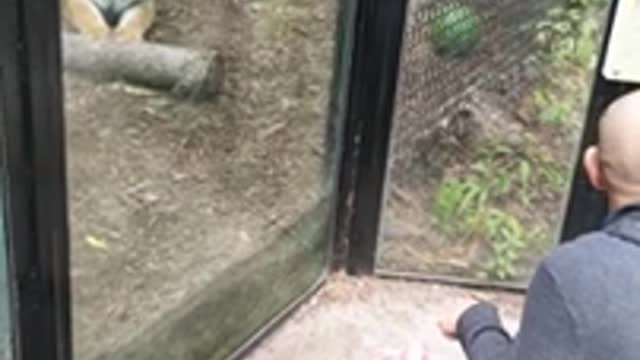 Tiger attacks glass