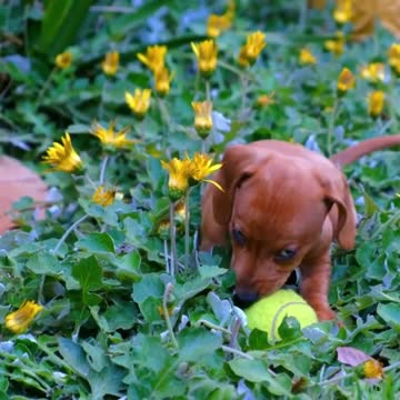 Puppy Enjoying Summer