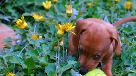 Puppy Enjoying Summer