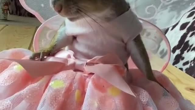 Rat dressup funny rat video