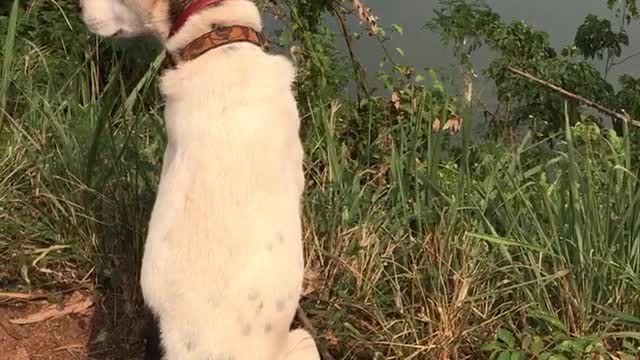 Dog watching nature