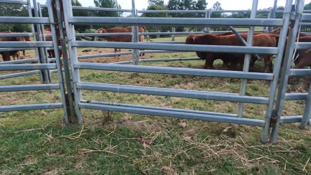 Droughtmaster Calf's, Weaned using 2 stage process Part 1, 23.6.21 at Camp 316