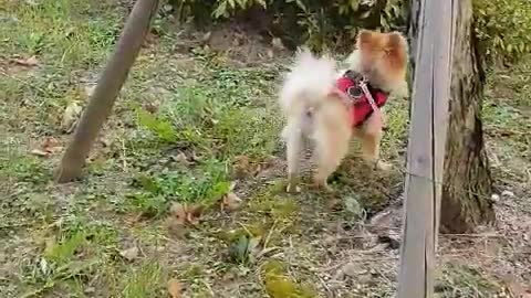 Pomeranian excited to see a friend