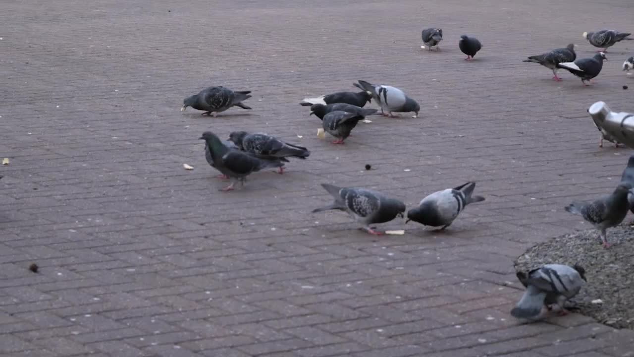 Handheld Medium Shot of Pigeons Feeding In Oxford