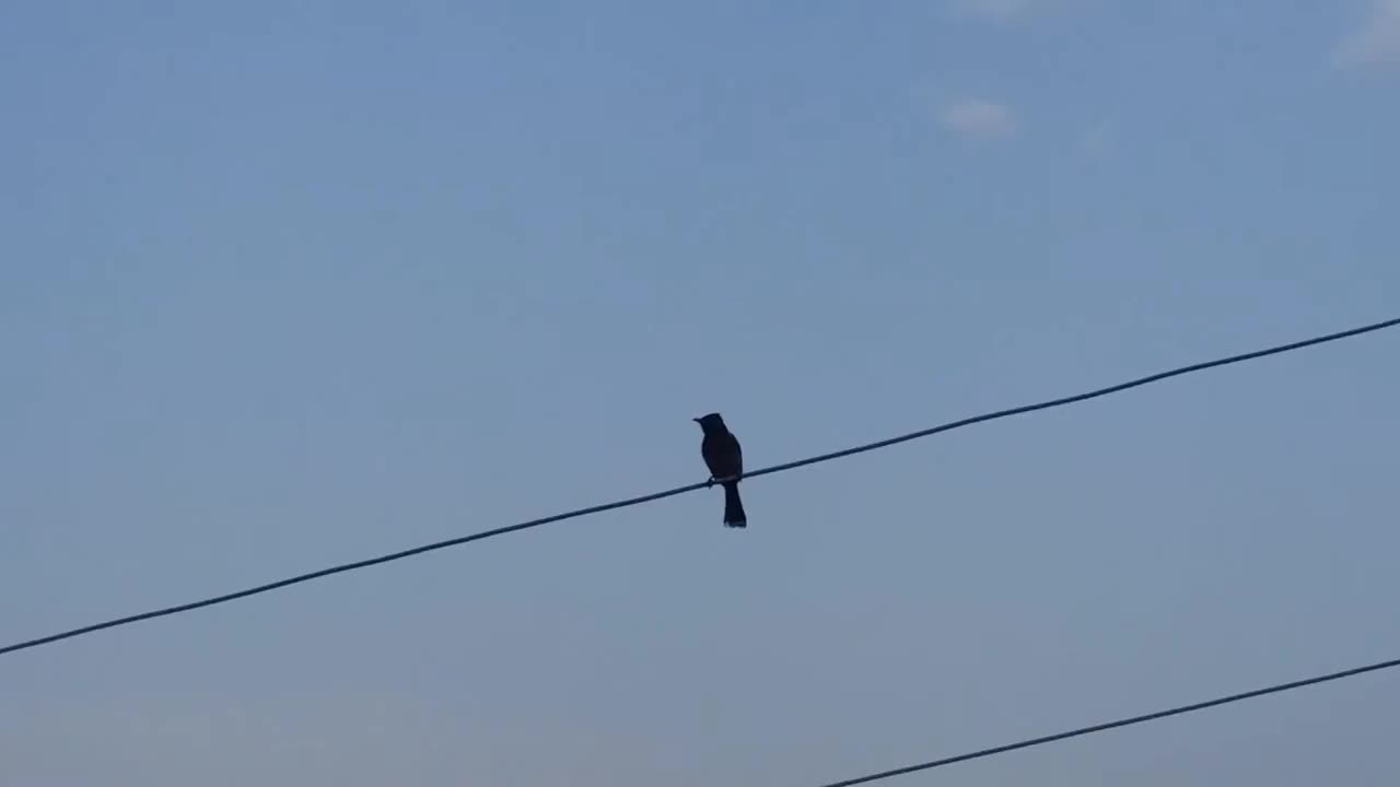 Little sparrows trying to search suitable place to built their nest