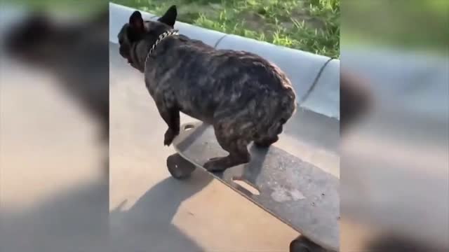 Baby dog ​​rides a skateboard