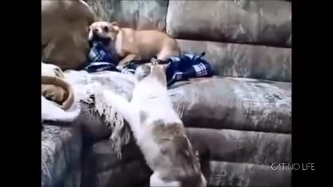 Funny Cat vs Dog