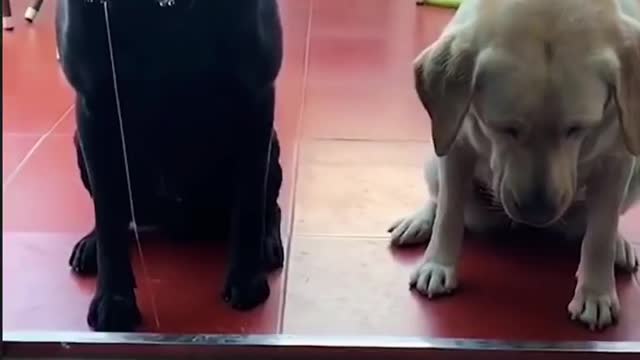 Greedy to drooling puppy