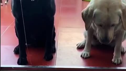 Greedy to drooling puppy