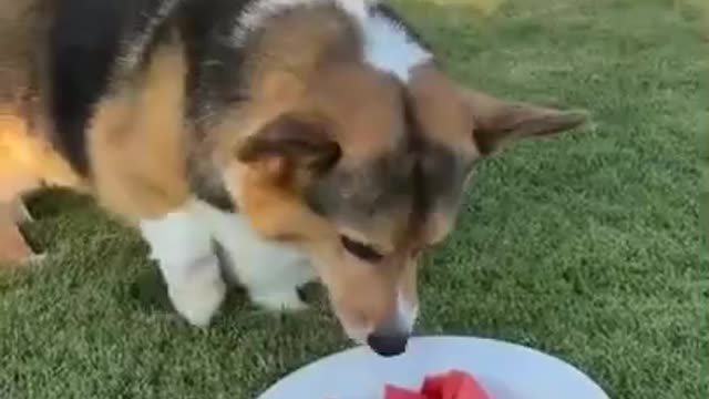 Corgi Loves Watermelon #shorts