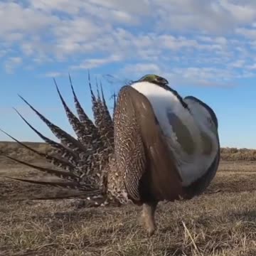 #unique#birds#shorts