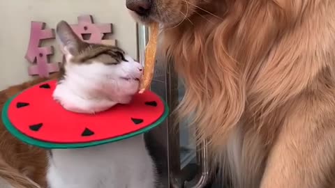 Lovely and Funny Cat vs Dog Videos 2021 Funny animals video