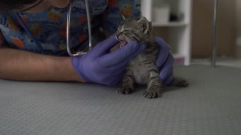 Vet examines the eyes of the kitten