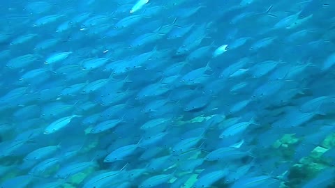 Scuba diver swimming with thousands of fish is very fancy