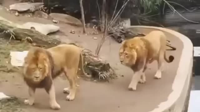 New Two Lion animal Funny Video😂#Shorts