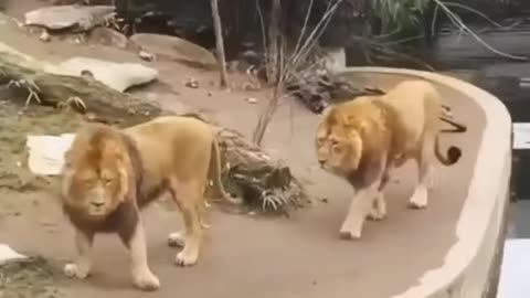 New Two Lion animal Funny Video😂#Shorts