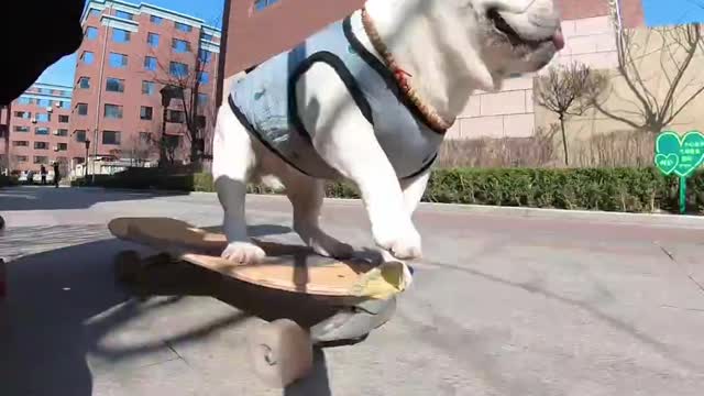 cabbage playing with family